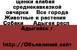 щенки алабая ( среднекавказкой овчарки) - Все города Животные и растения » Собаки   . Адыгея респ.,Адыгейск г.